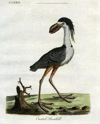 Boatbill crestato, 1781-5